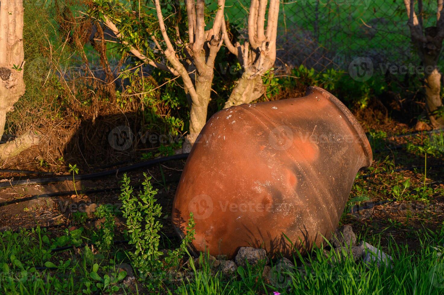 Sunlight casts warm hues on an aged terracotta pot nestled among vibrant greenery at dusk photo