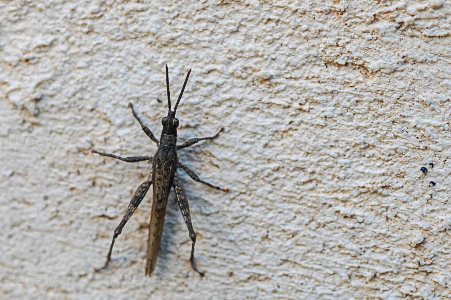 Grasshopper crawls on textured wall in a tranquil garden setting during late afternoon sunlight photo