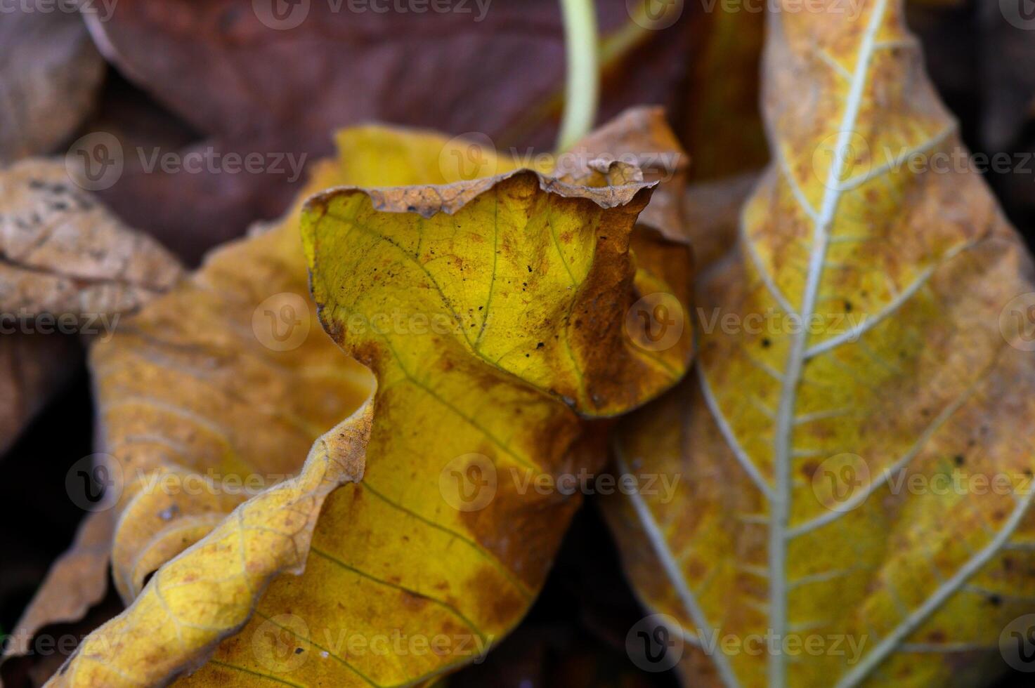 Autumn leaves showcasing vibrant yellows and intricate textures in a serene woodland setting photo