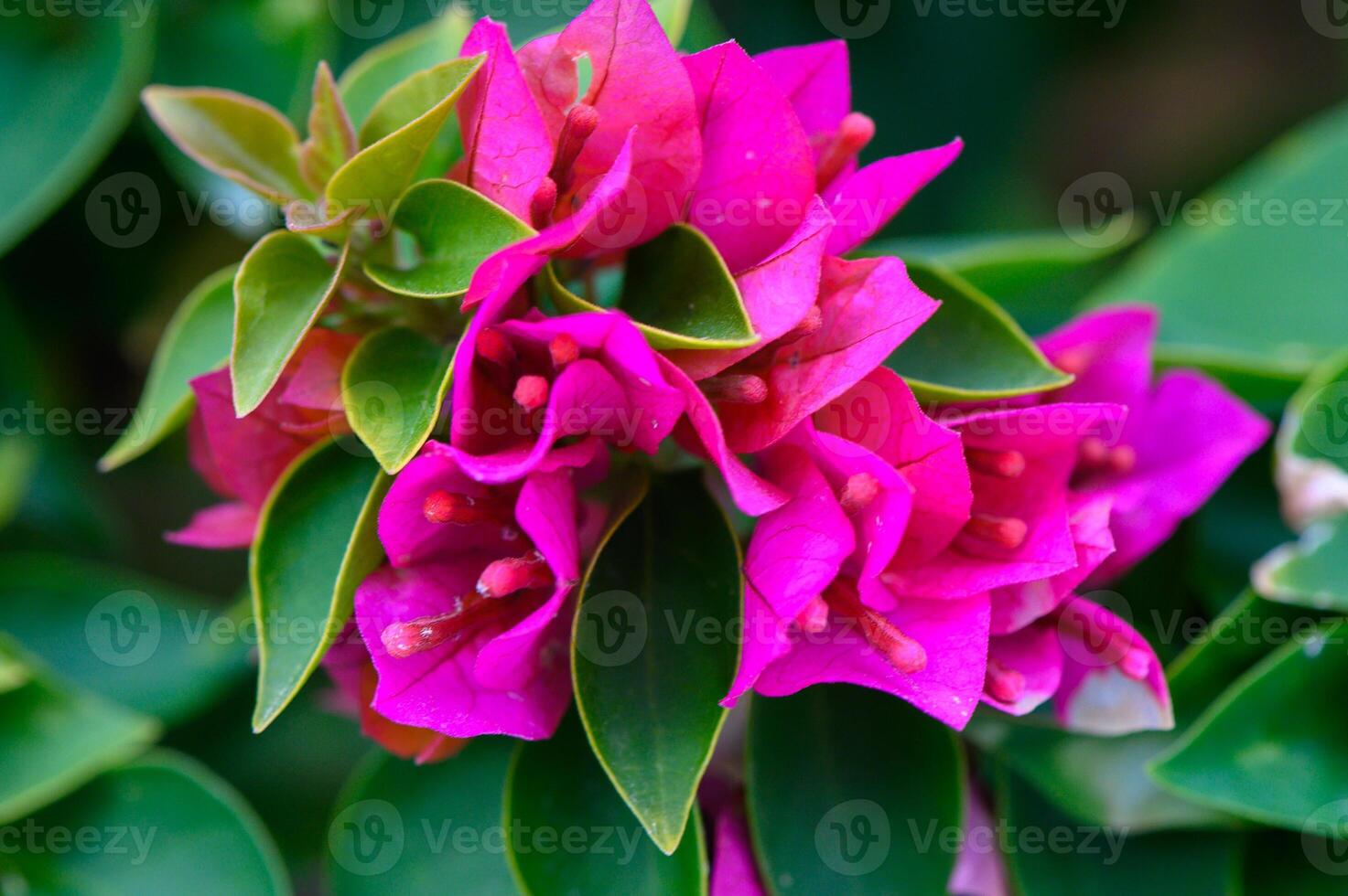 Vibrant bougainvillea blooms adorn a lush green garden in full spring splendor photo