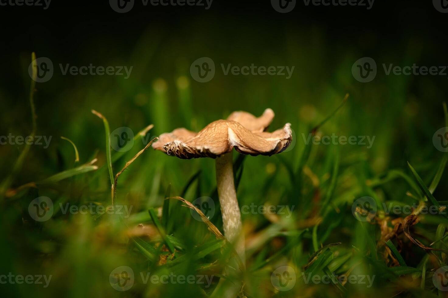 Mushroom rising gracefully among lush green grass at twilight in a serene garden setting photo