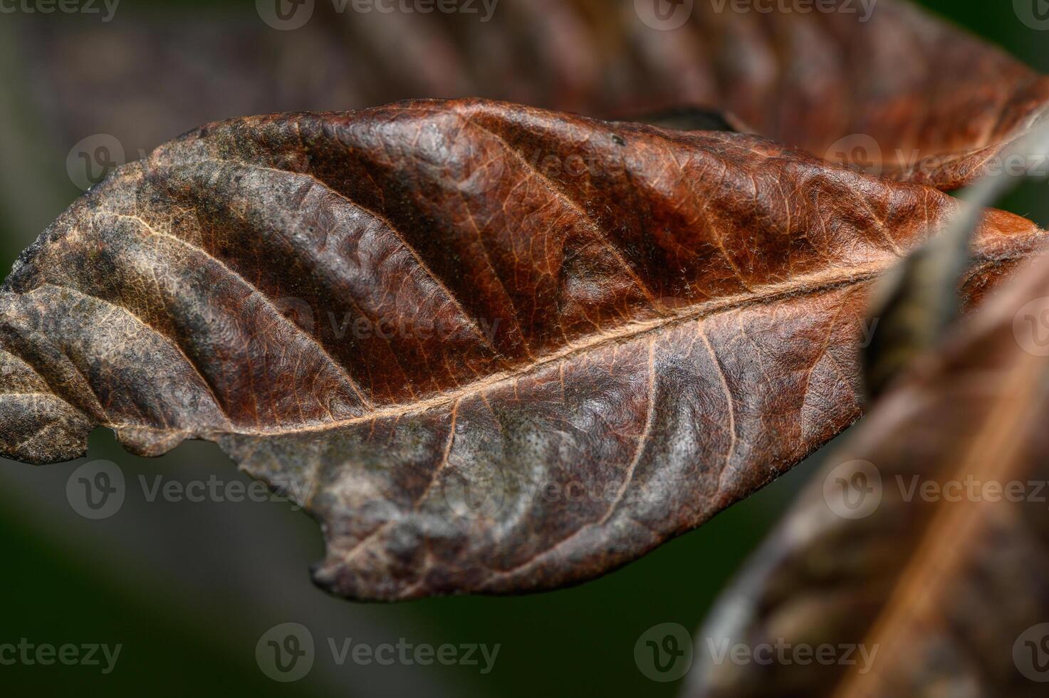 Detailed macro shot of a weathered leaf displaying rich textures and colors in a natural setting photo