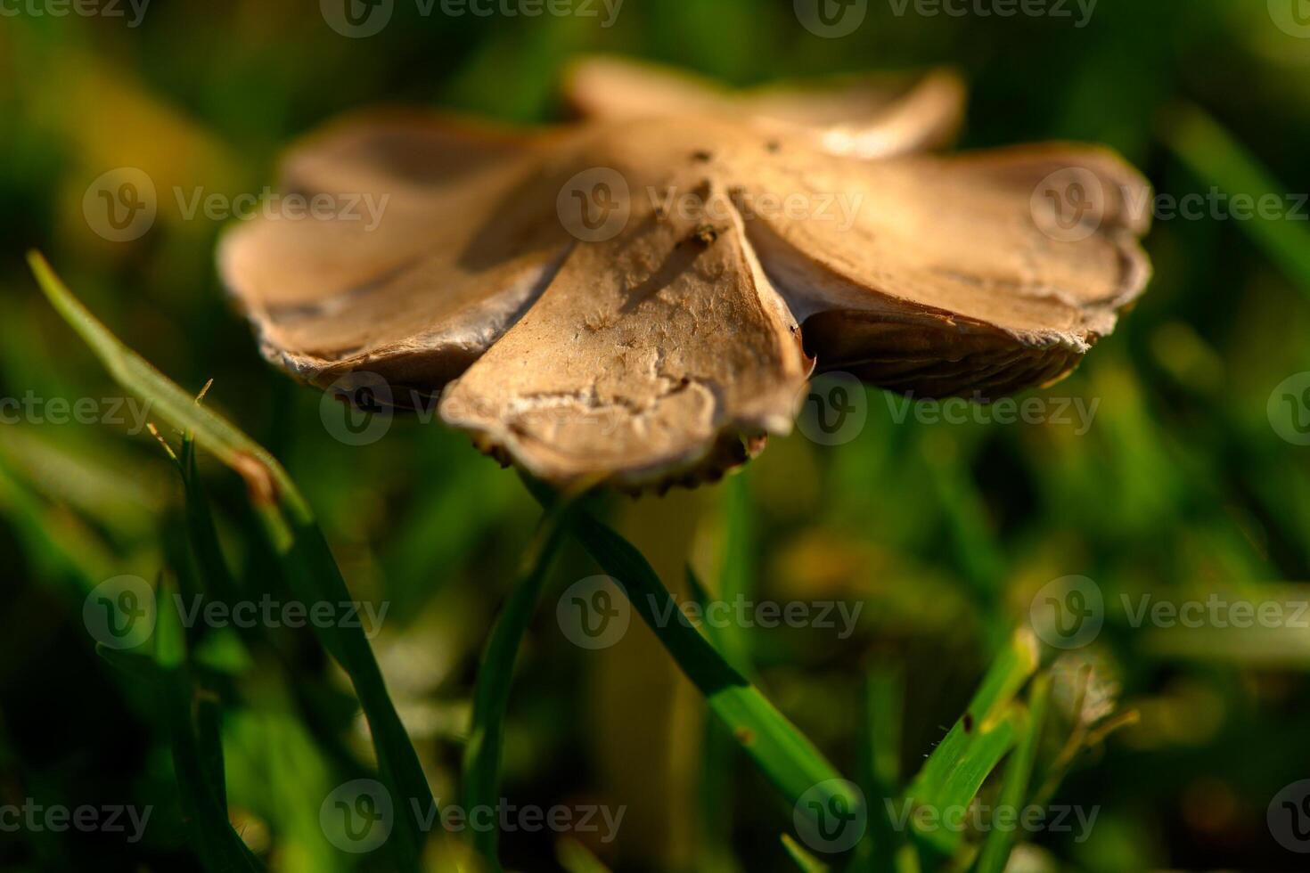Delicate mushroom with earthy tones emerging from lush green grass in bright sunlight photo