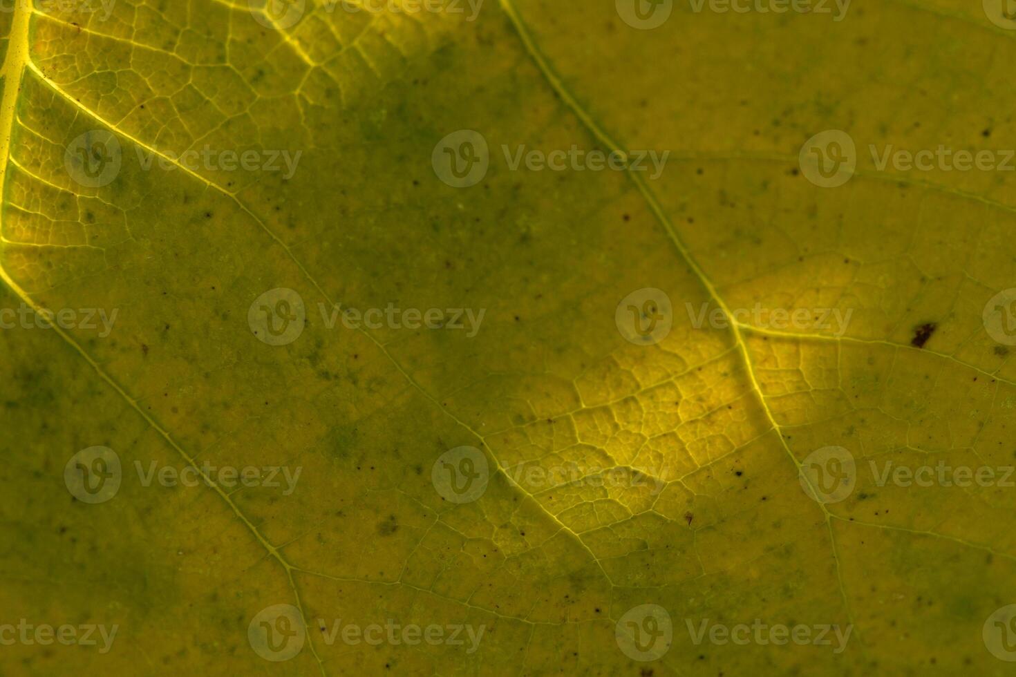 Intricate patterns of light and texture revealed on a vibrant green leaf in soft sunlight photo