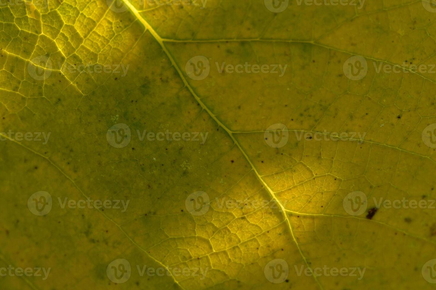 Intricate patterns of a sunlit leaf revealing nature's vibrant textures and colors in a serene moment photo