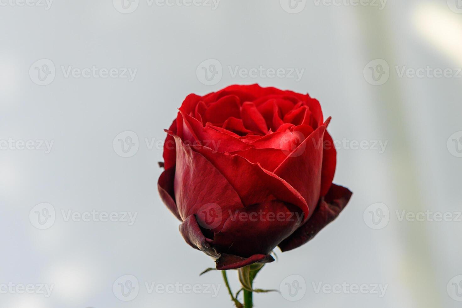 Deep red rose blossoms under soft light in tranquil setting of nature's beauty photo