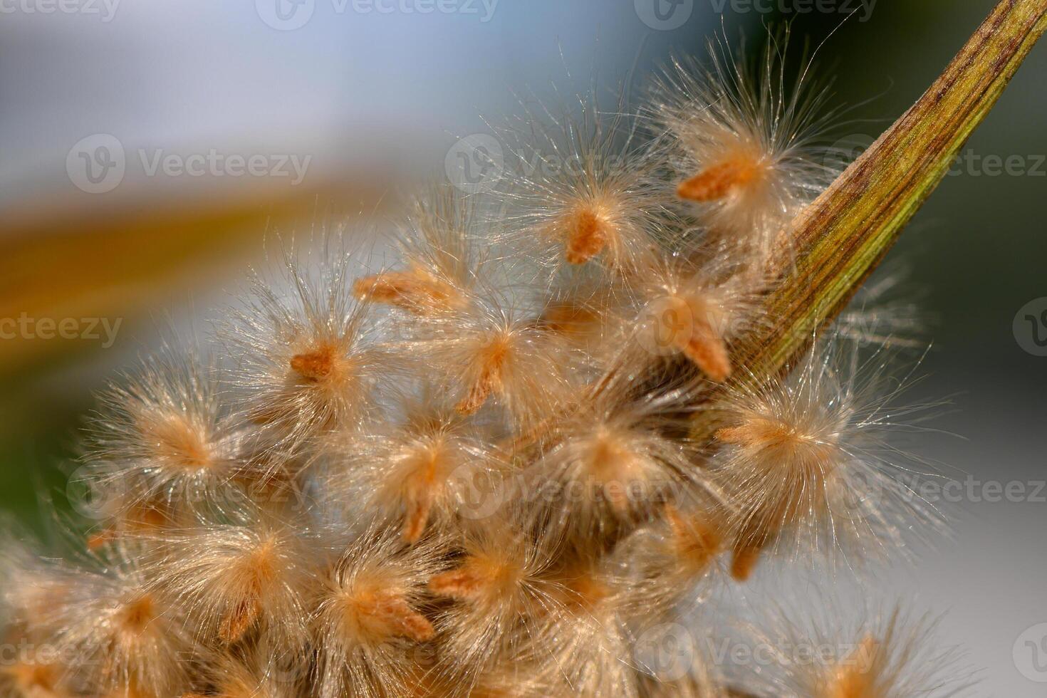 Delicate plant fibers sway gently under soft sunlight in a serene natural setting photo