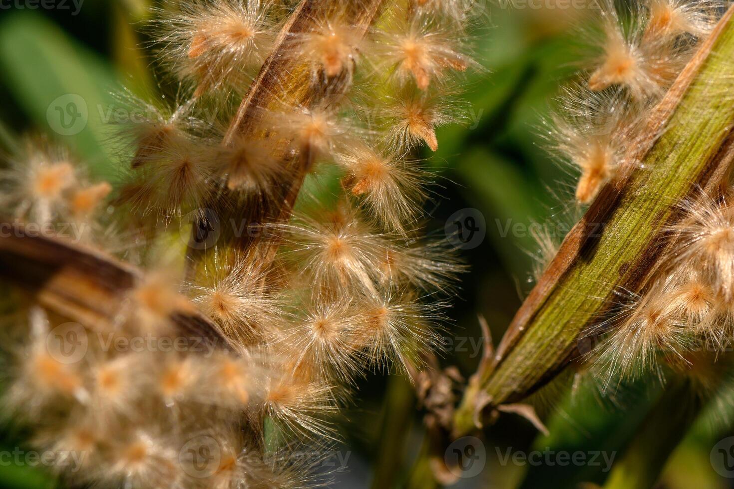Delicate tendrils of nature's fluff swaying gently in the warm afternoon breeze photo