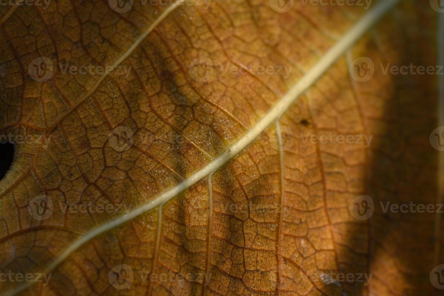 Intricate textures of a dried leaf illuminated by soft sunlight in a serene natural setting photo