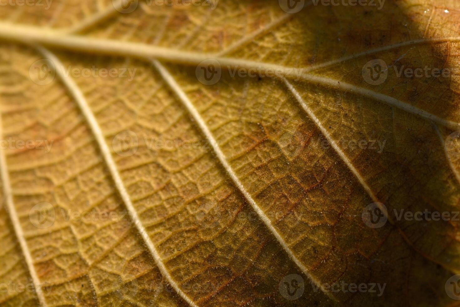 Intricate patterns of a leaf captured in warm sunlight during autumn afternoons photo
