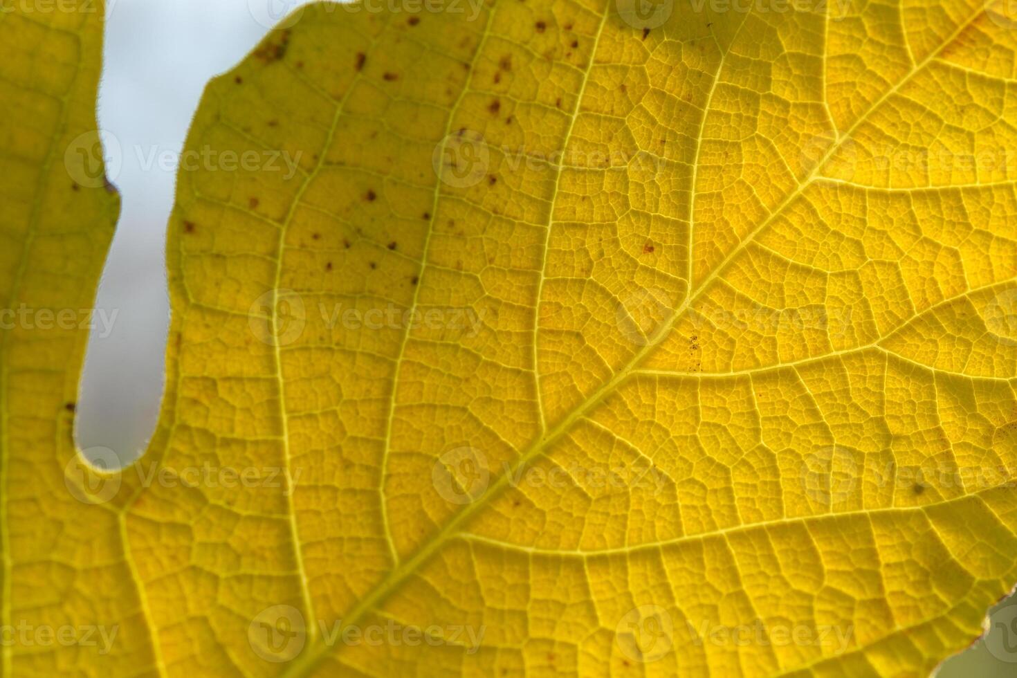 Beautiful autumn leaf showcasing vibrant yellow hues and intricate vein patterns in natural sunlight photo