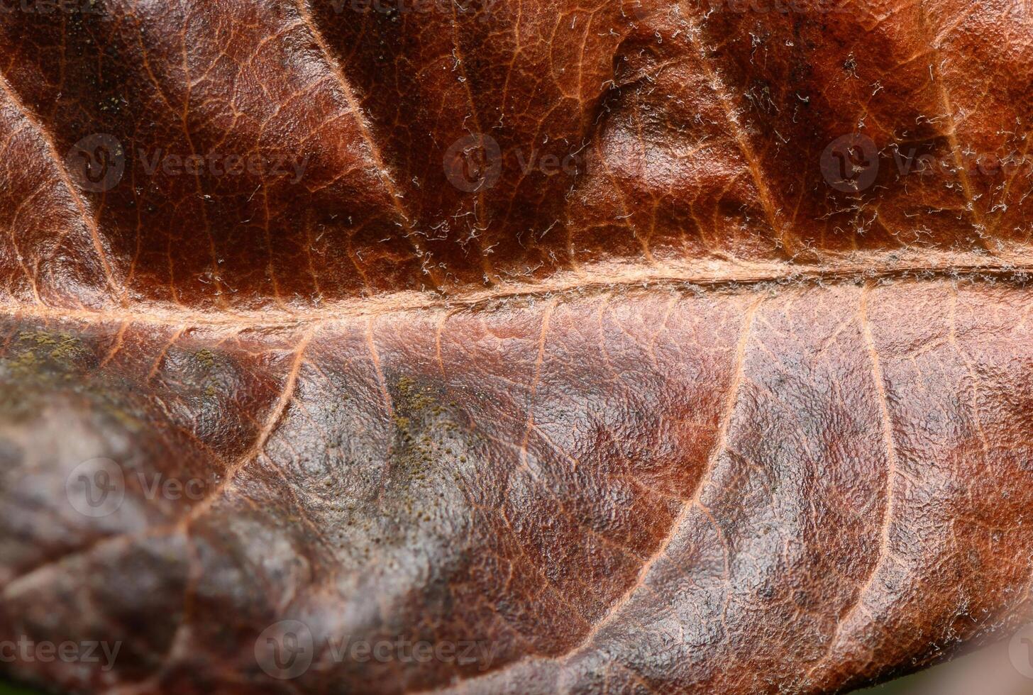 Beauty of a dried leaf showcasing intricate textures and hues in natural light during autumn's embrace photo