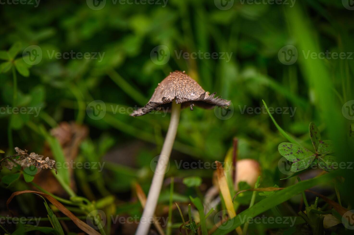 Mysterious mushroom stands tall amidst lush greenery on a serene forest floor photo