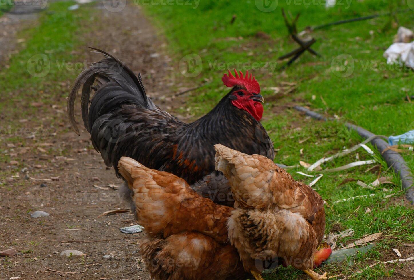 Rooster and hens foraging together on a rural path in late afternoon sunlight photo