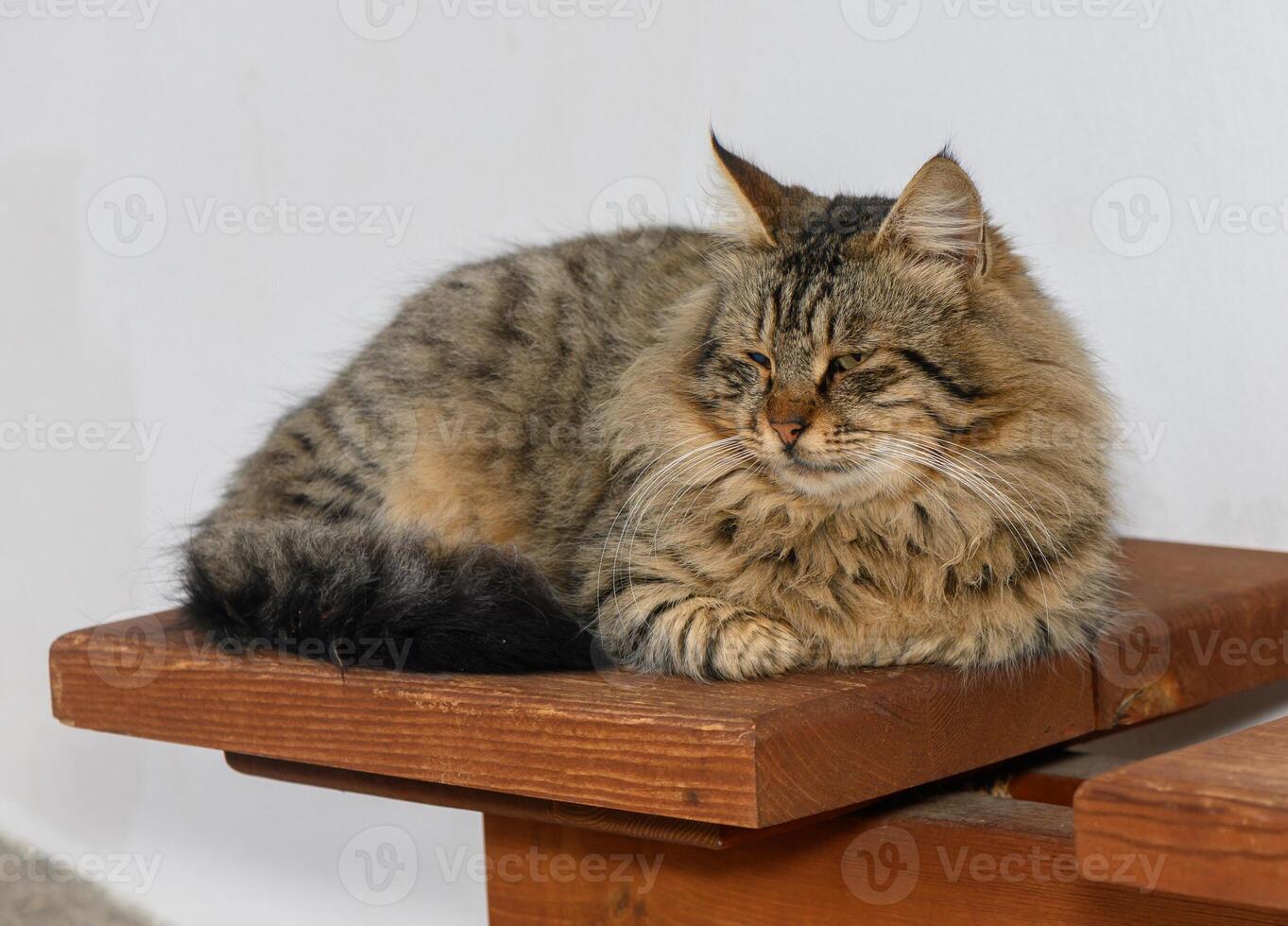 Plush feline resting peacefully on a wooden bench in a cozy indoor space photo