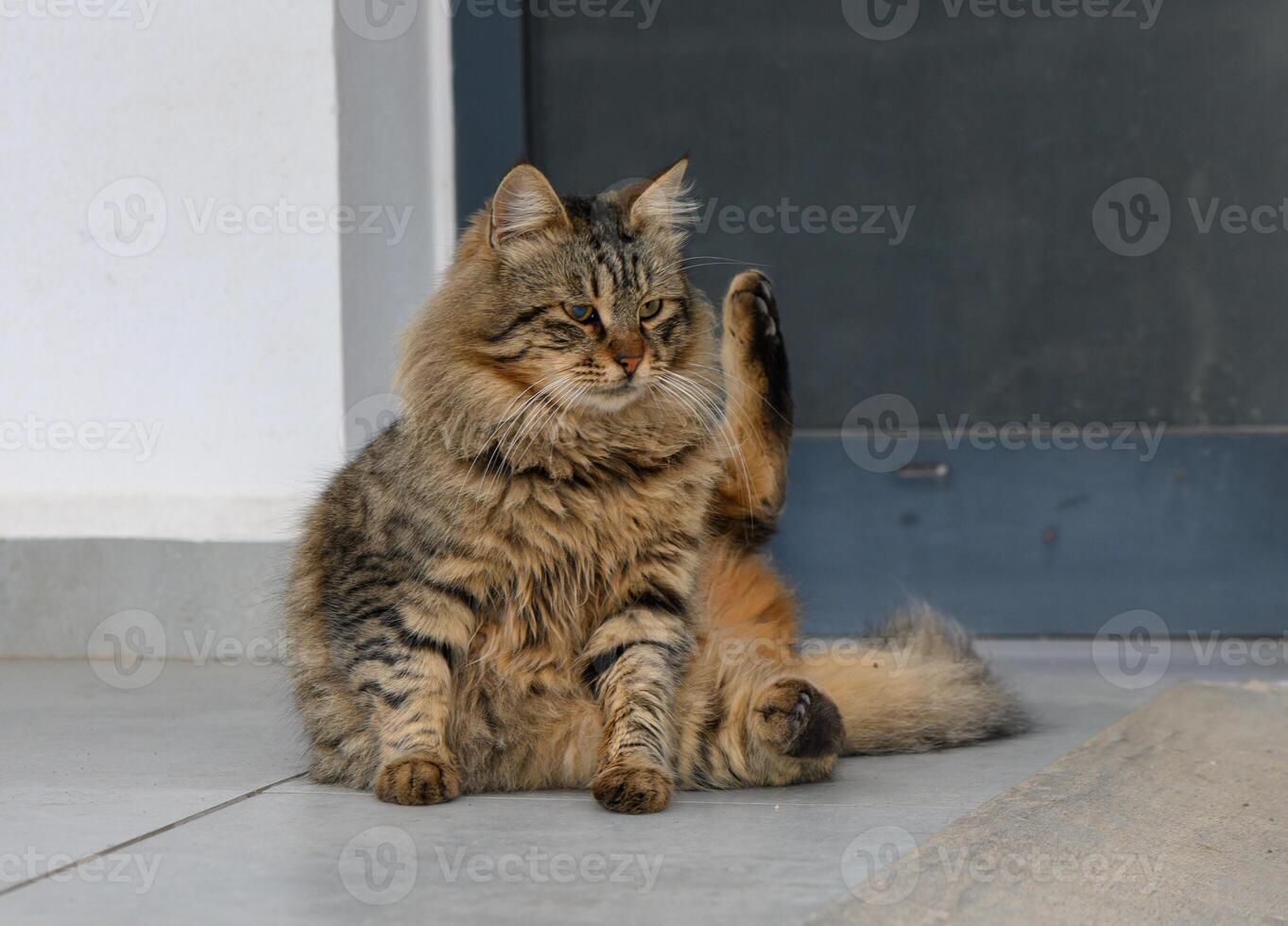 Fluffy tabby cat lounging comfortably on a sunny afternoon near a doorway in a cozy setting photo