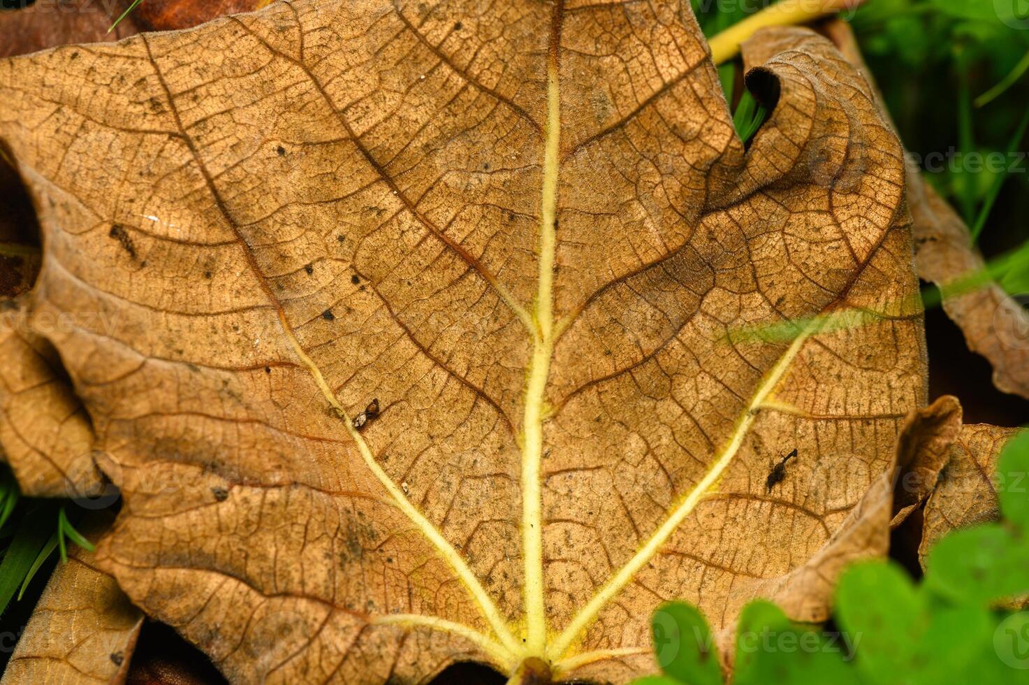 Fallen leaf showcasing intricate patterns and textures on a forest floor in early autumn sunlight photo