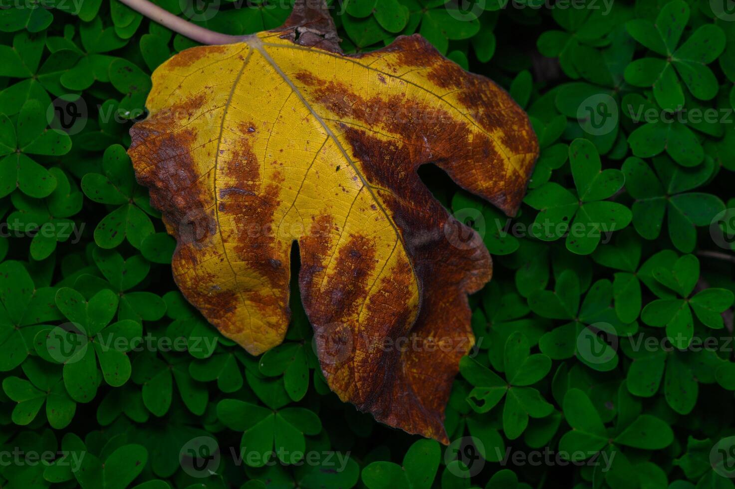 Vibrant autumn leaf resting on a carpet of green clovers under soft daylight photo
