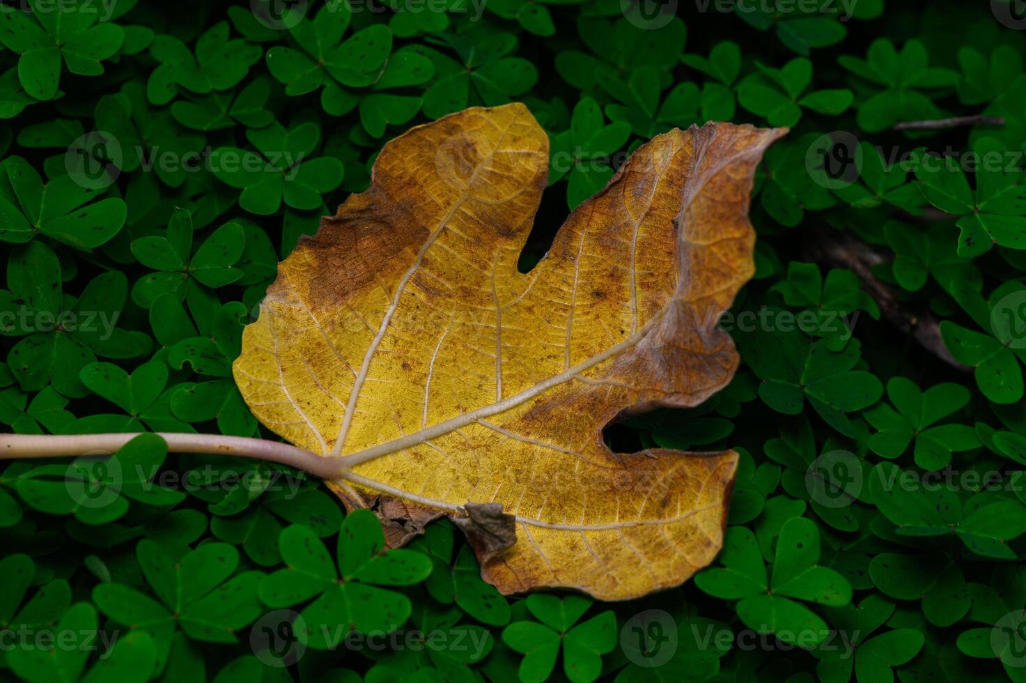Golden leaf on vibrant green ground creates a striking contrast in nature's canvas during autumn photo