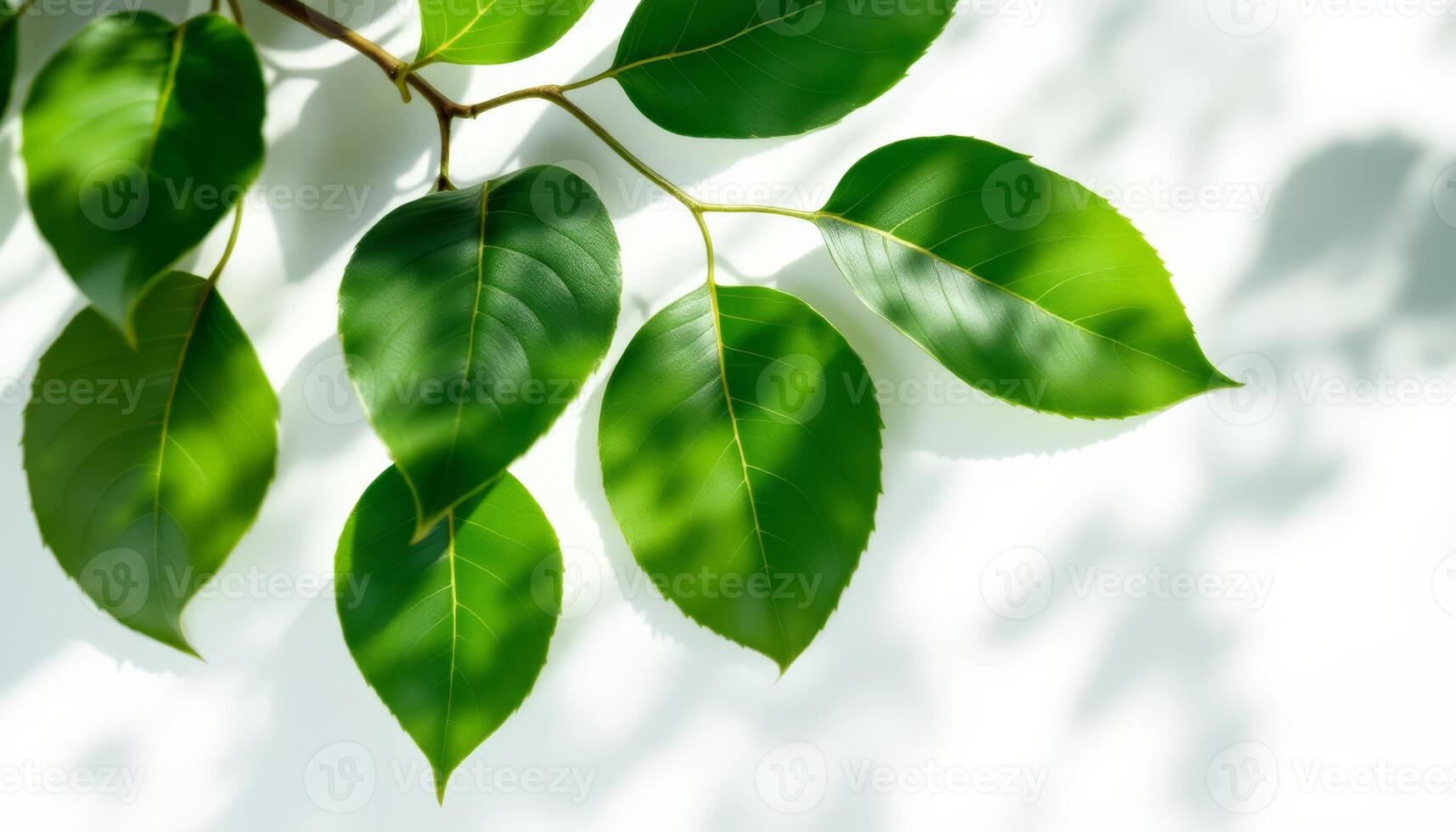 Fresh Green Leaves on Branch with Soft Sunlight and Shadows on White Background photo