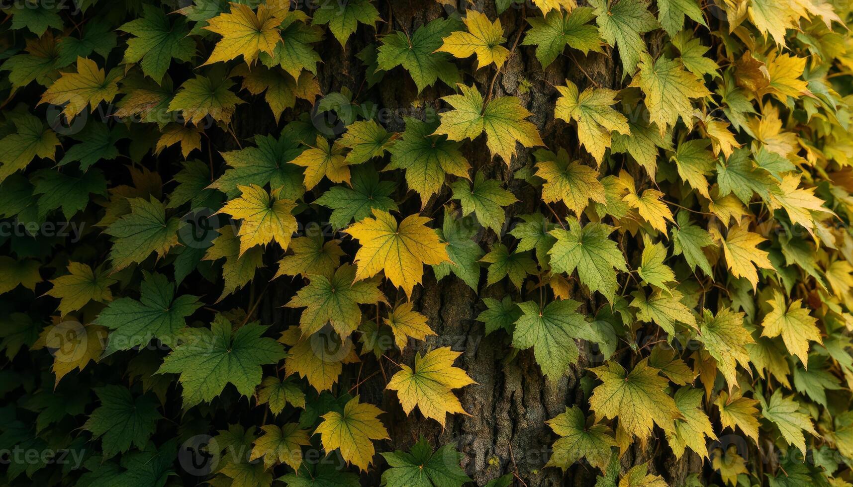 Golden and green leaves clinging to the rugged bark of an ancient tree trunk photo