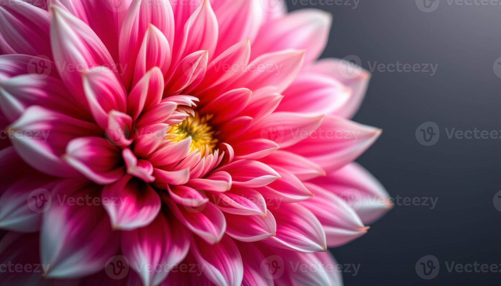 Close-up of a Stunning Pink Dahlia Flower with Delicate Petals and a Dark Background photo