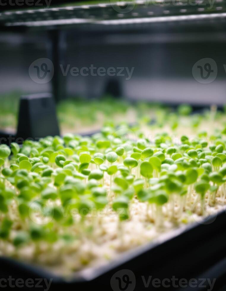 Indoor farming, Germinated seedlings under artificial light ready for vertical agriculture photo