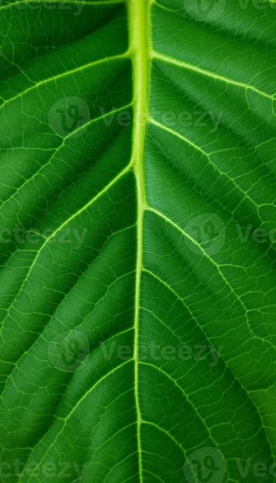 Detailed veins of a vibrant green leaf showcasing nature,s intricate patterns and textures photo