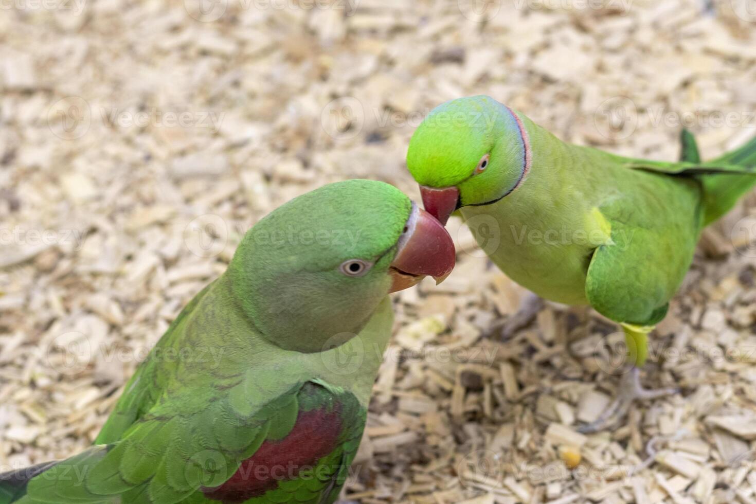 Close up shot of the Alexandrine parrots photo