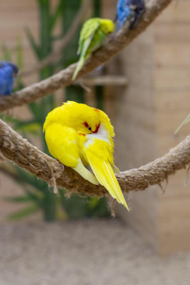 Close up shot of the red crowned parakeet or kakariki. Bird photo