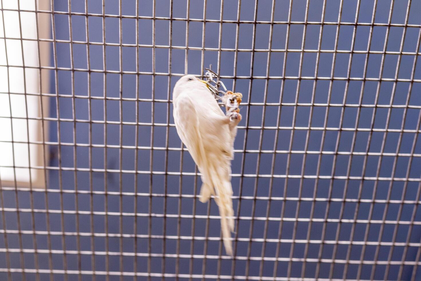Close up shot of the budgerigar, Birds photo