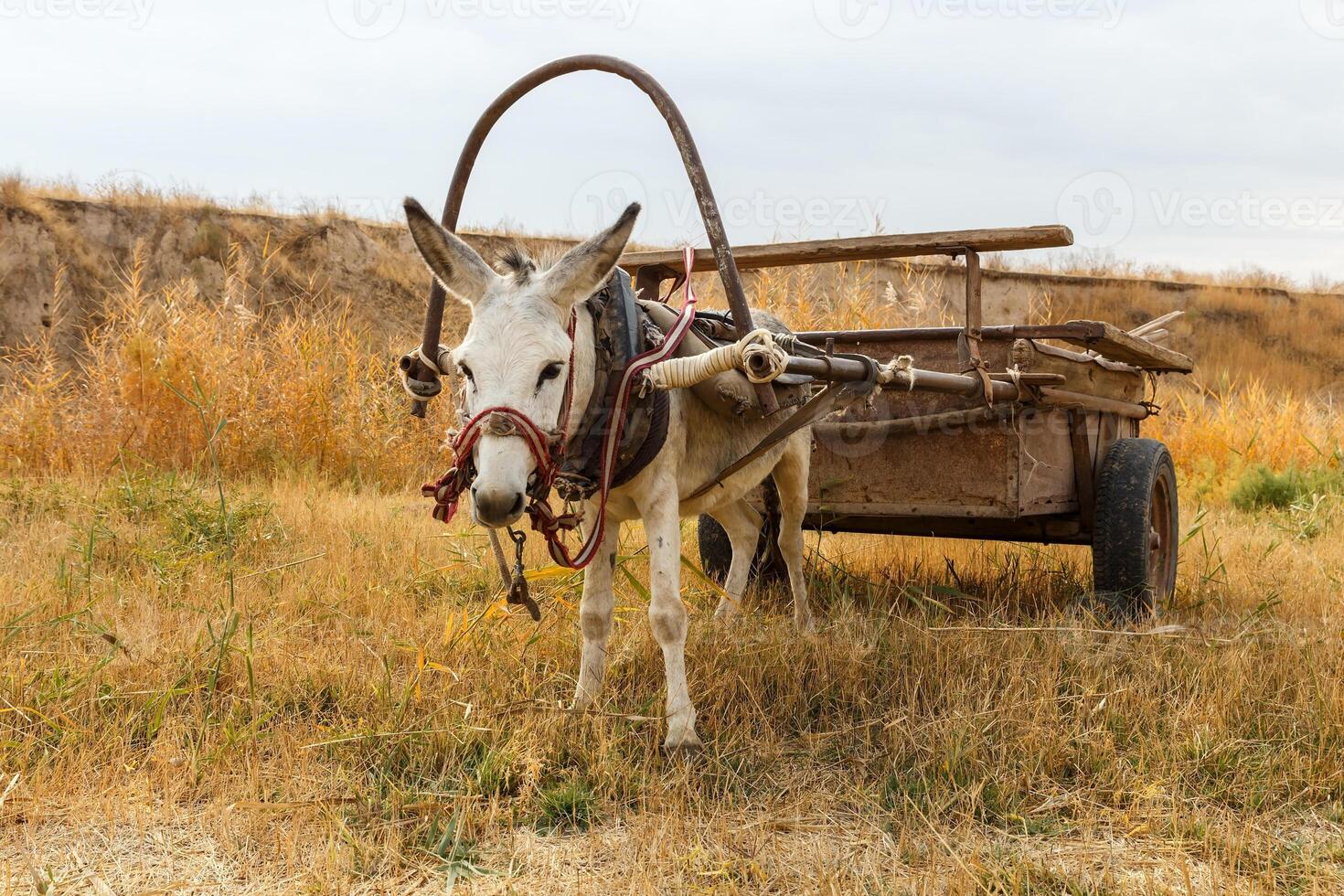 donkey with a cart in a field by the river in Kazakhstan photo