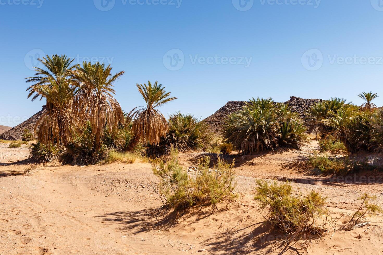 palm trees in an oasis, Sahara desert, Morocco, Africa photo