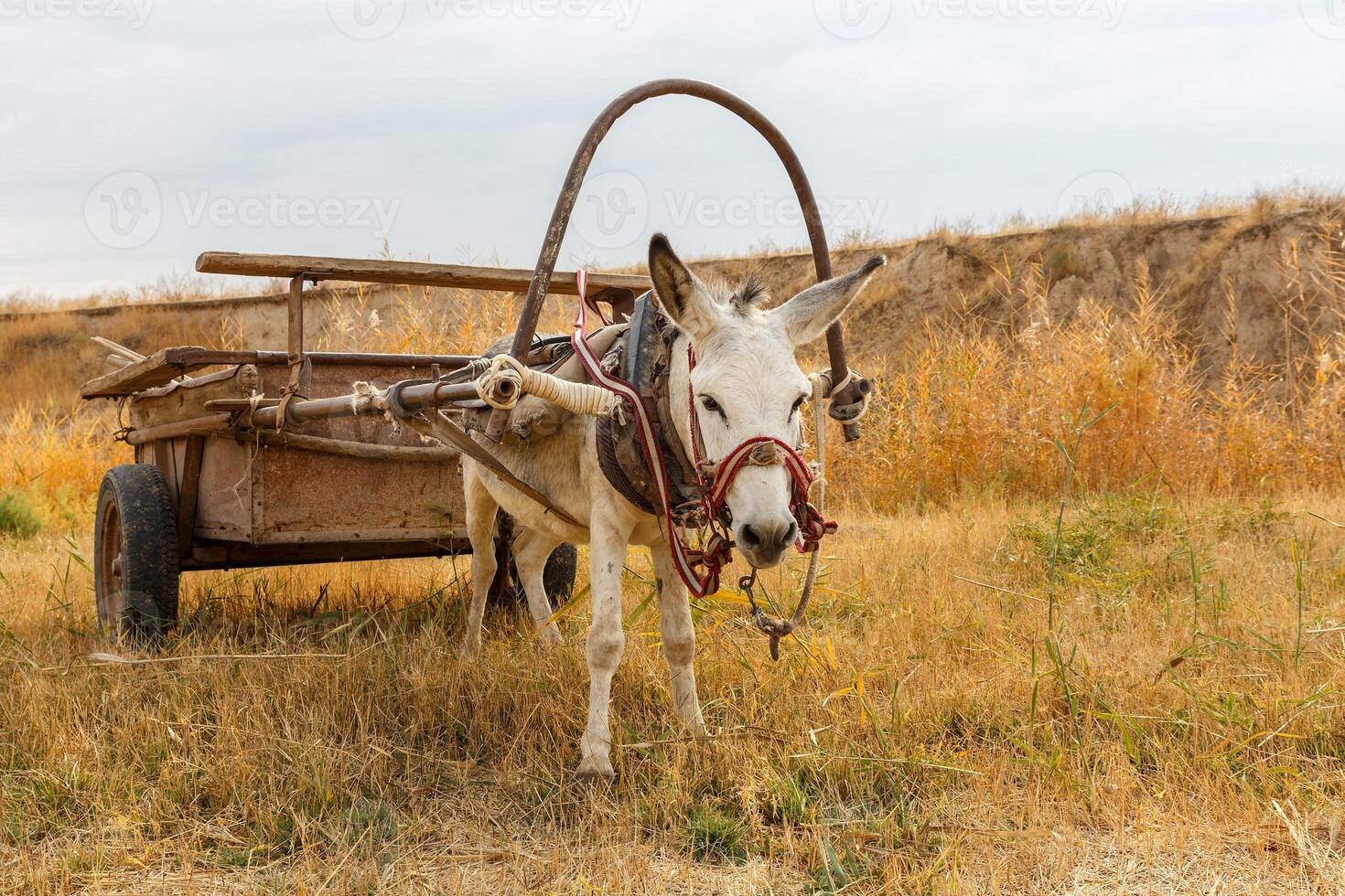 donkey with a cart in the field, donkey in the river meadow. photo