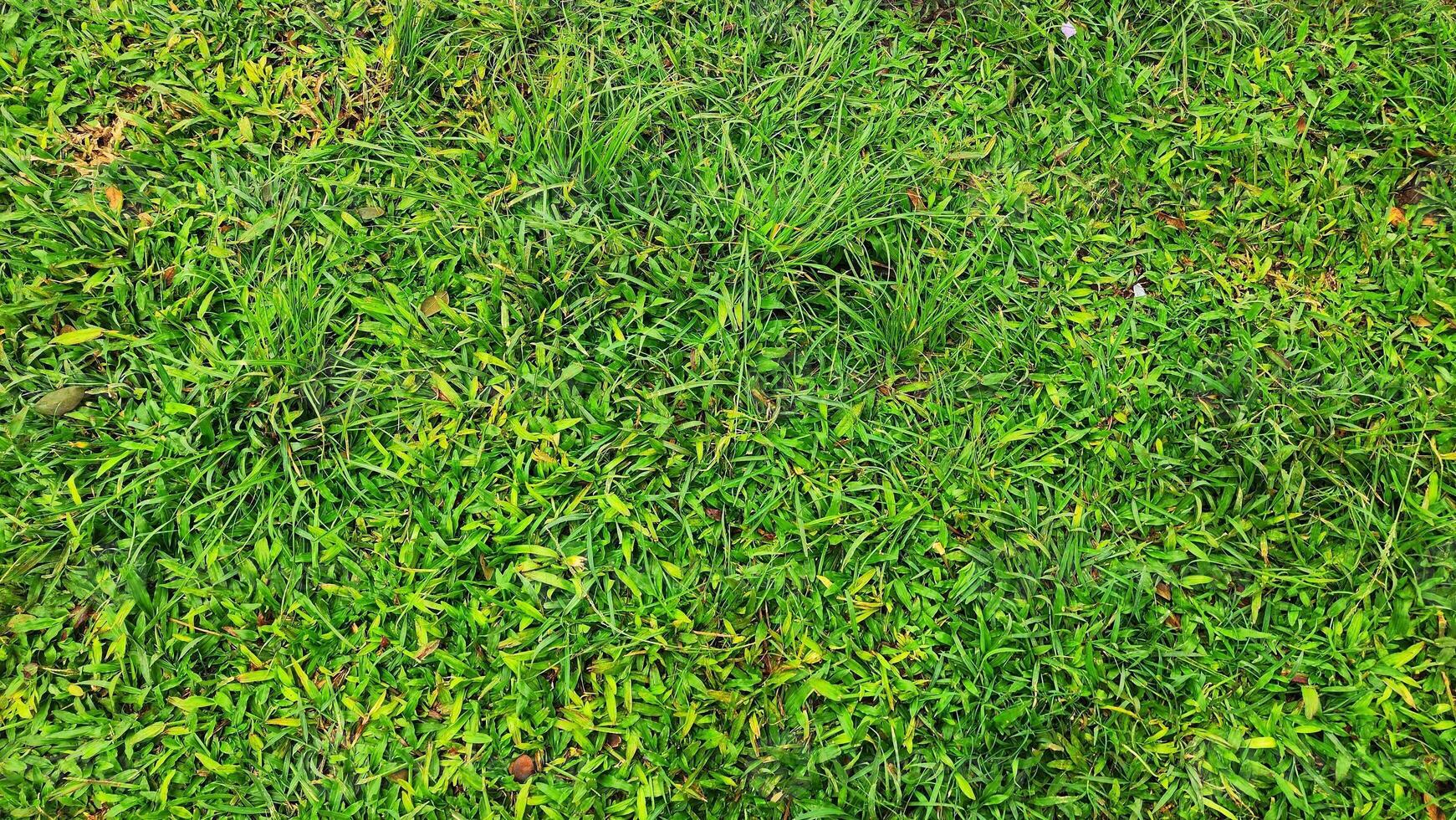 a green grass field with a few weeds photo