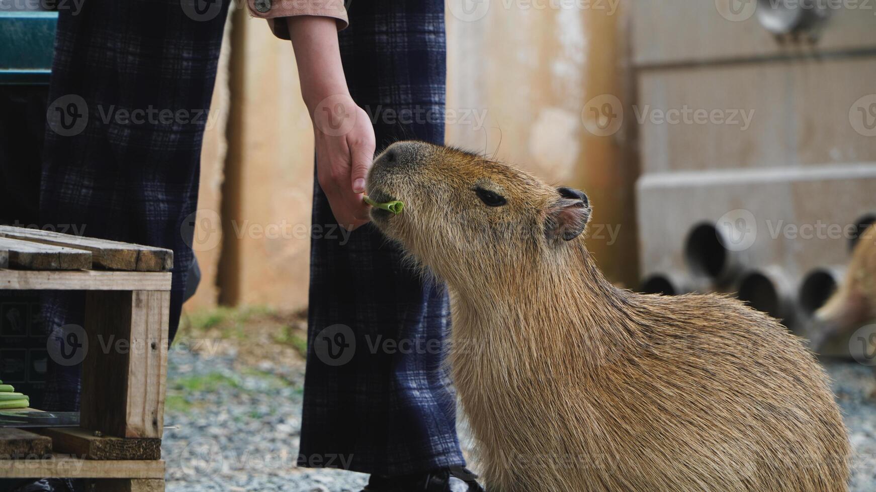 Hand feeding Capybaras vegetable photo