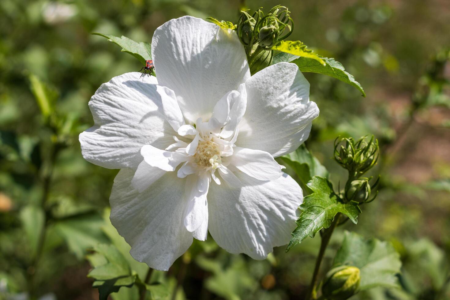 Macro photo of a white rose with beautiful petal texture