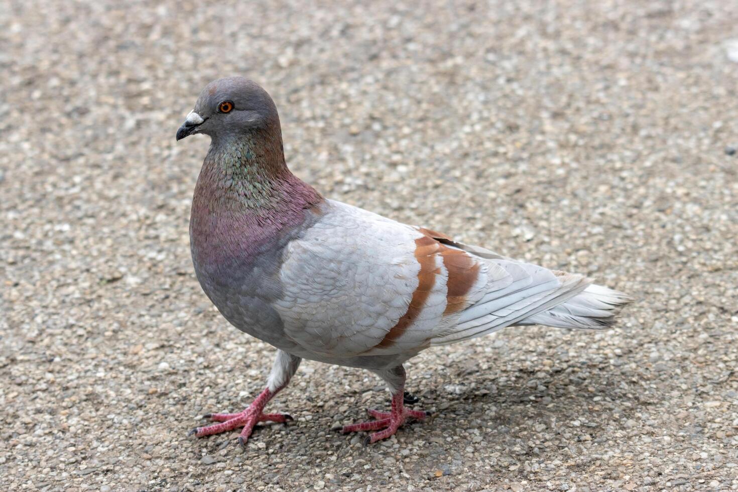 A pigeon standing on a sidewalk photo