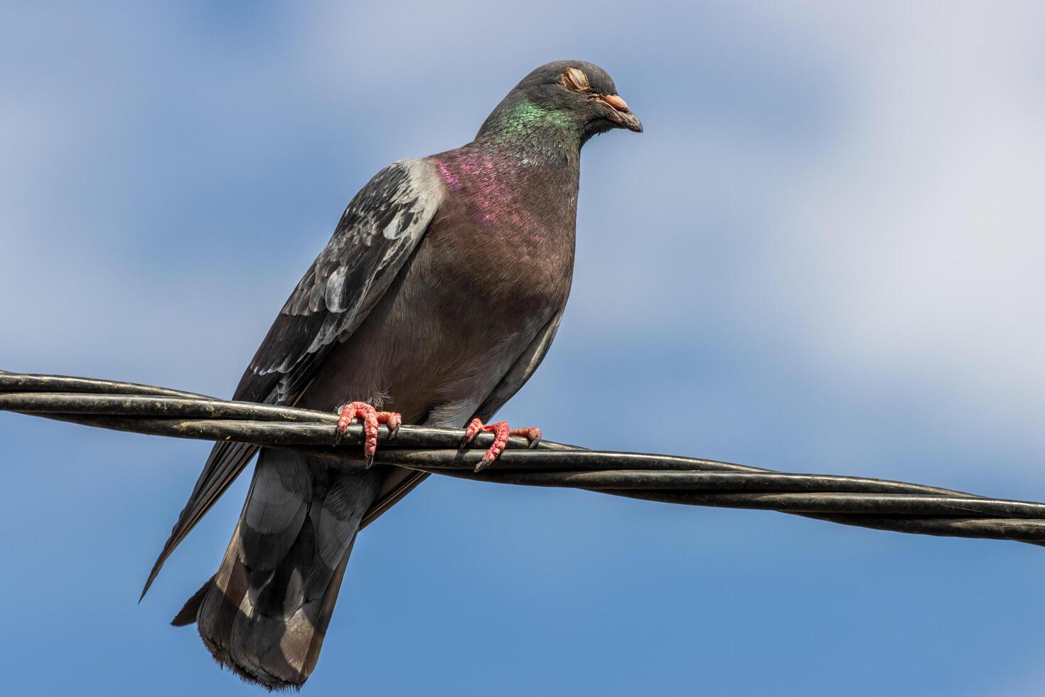 A bird sitting on a wire with a blue sky in the background photo