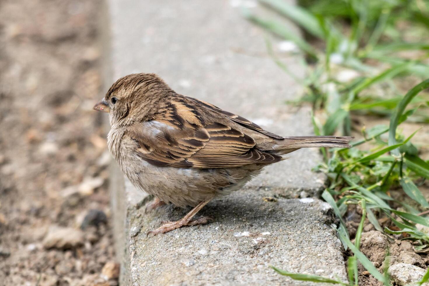 A small bird standing on the edge of a sidewalk photo