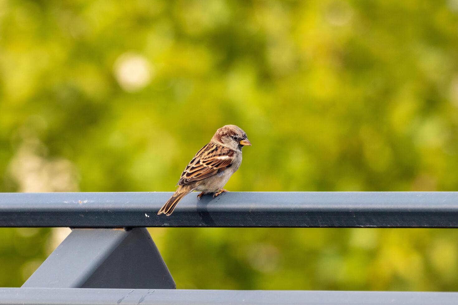 Photo of a small sparrow bird sitting on a metal railing