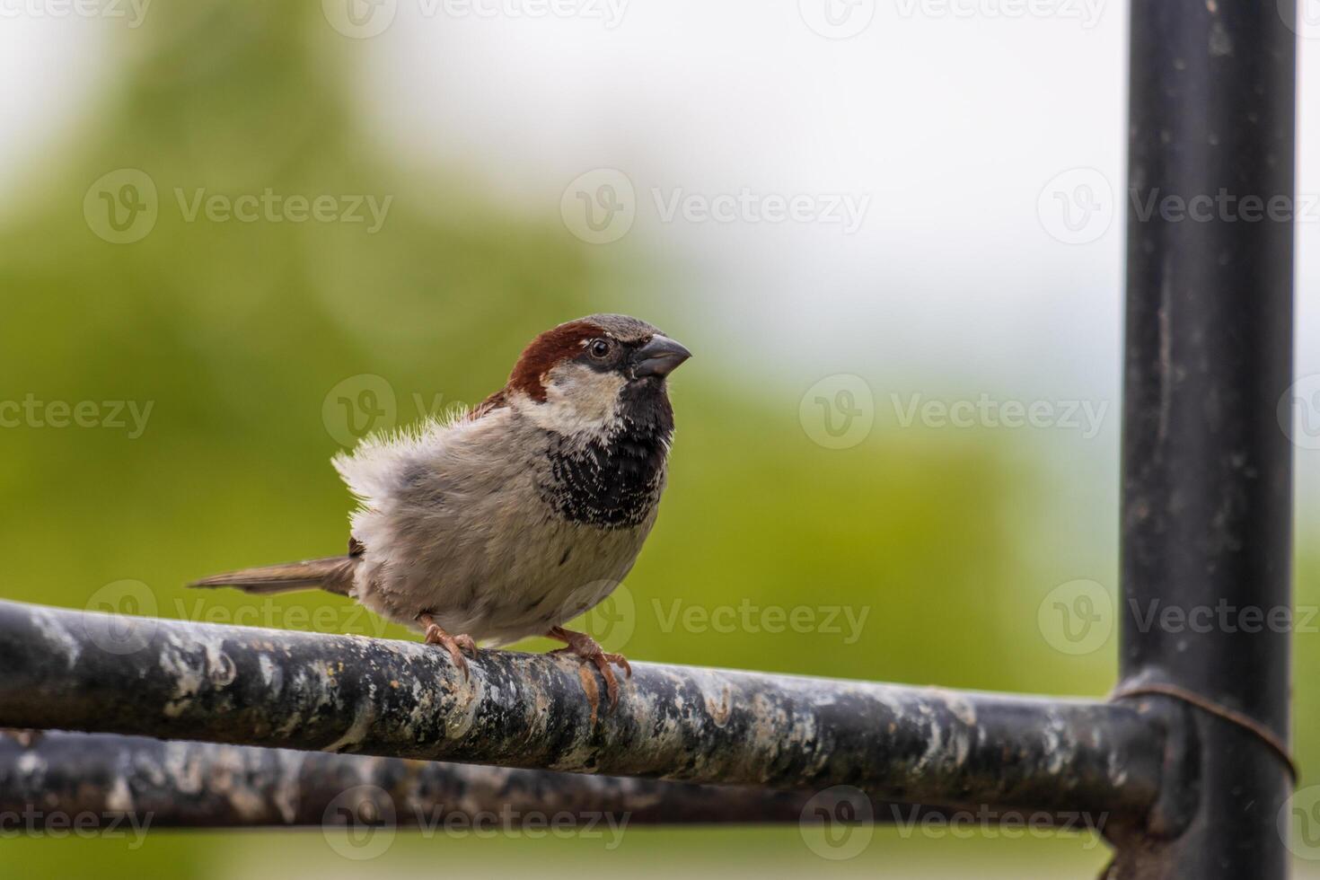 Graceful Sparrow Resting on a Fence photo