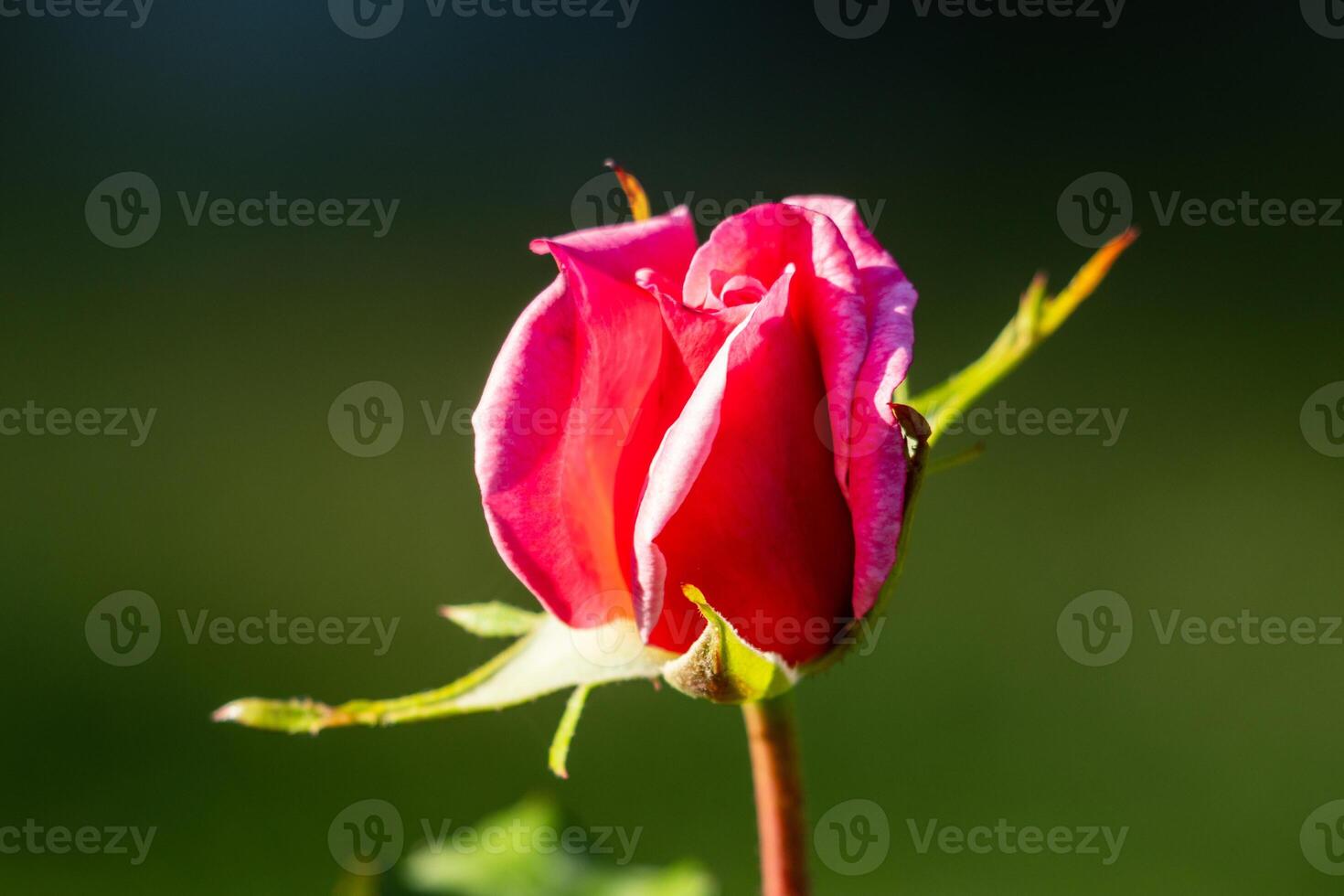 A single pink rose bud is shown in front of a green background photo