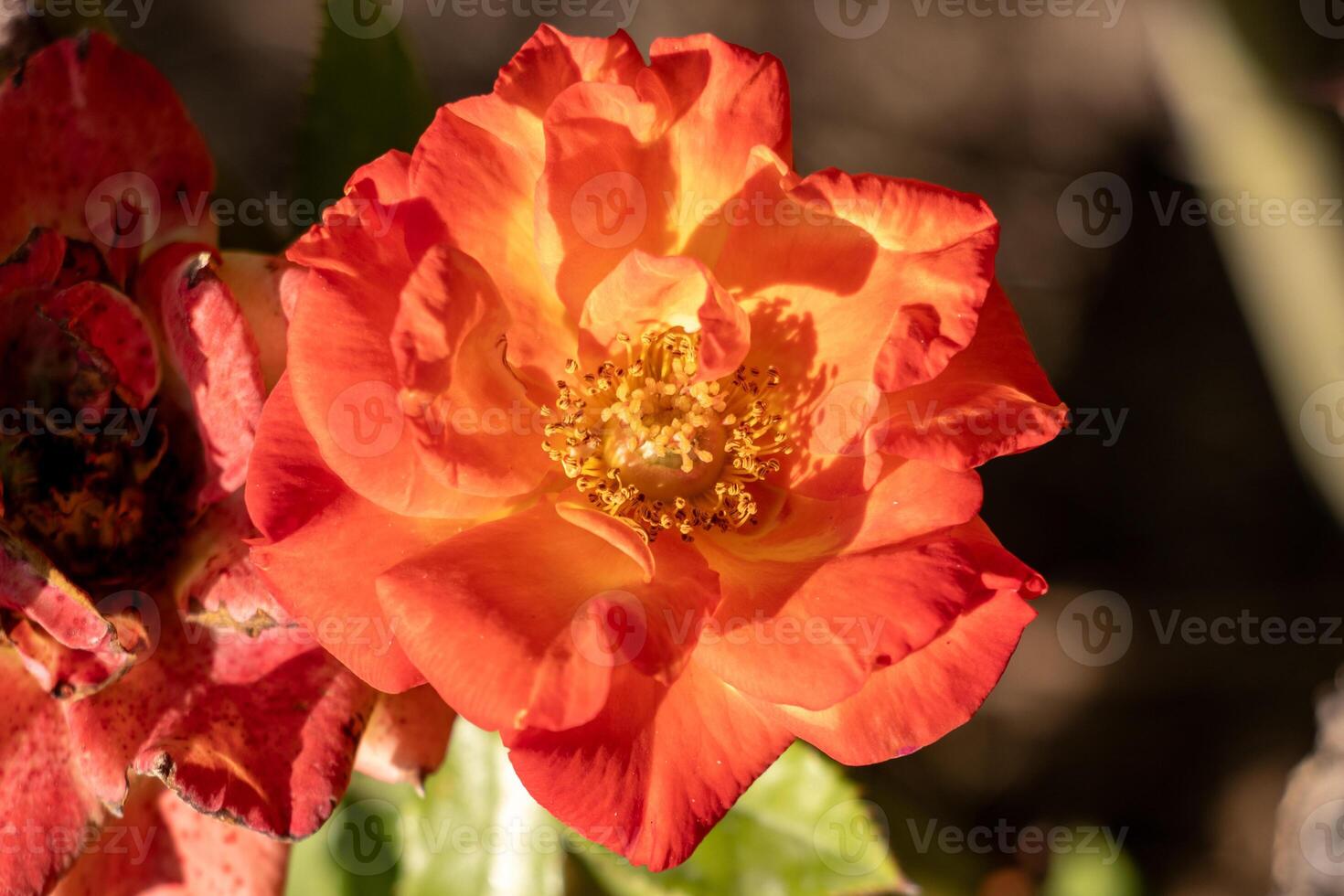 A close up of a red rose with yellow petals photo