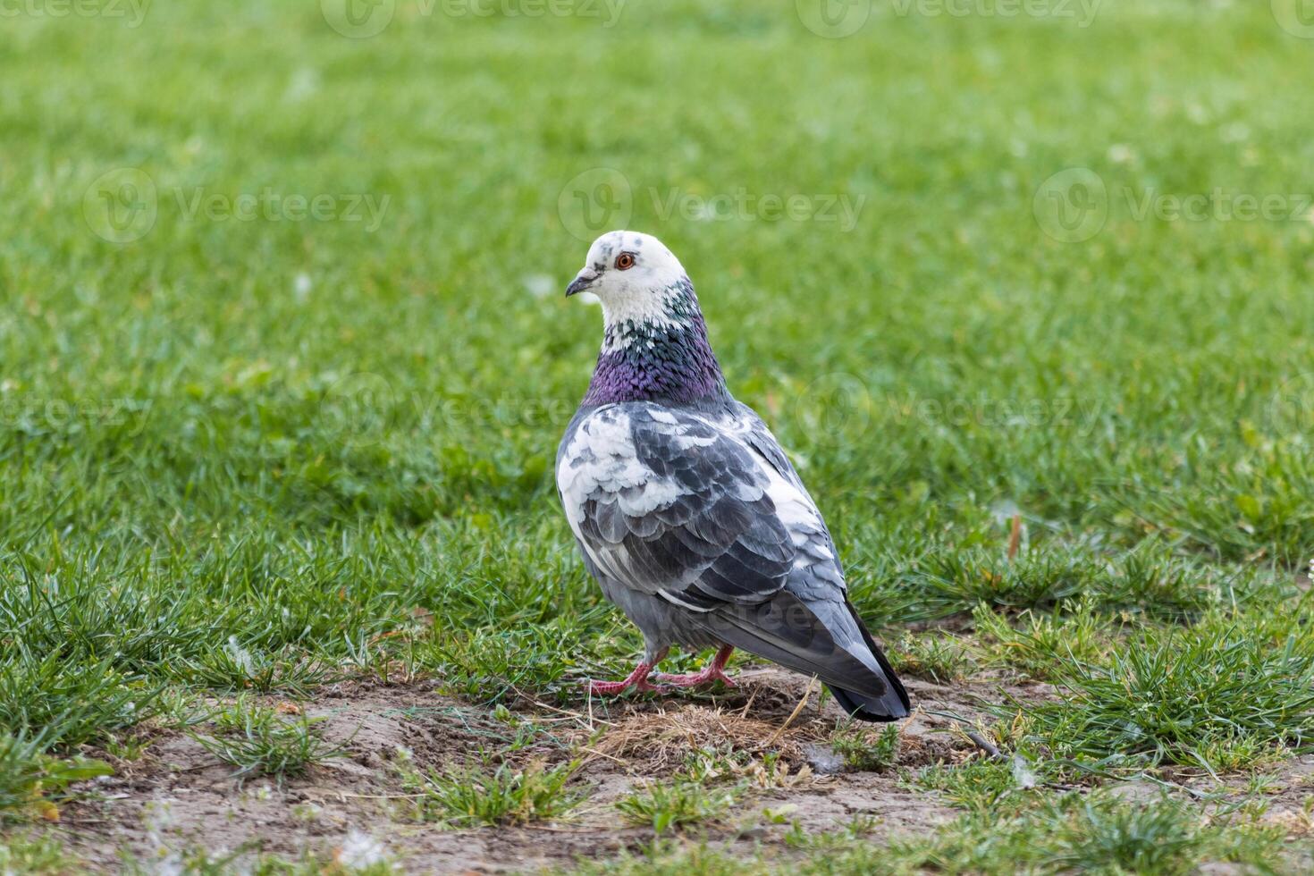 A bird is standing on the grass in the park photo