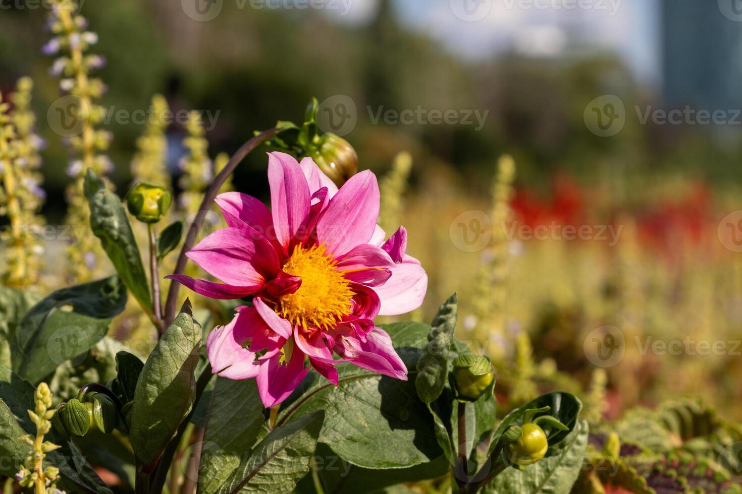A pink flower is in the middle of a field photo
