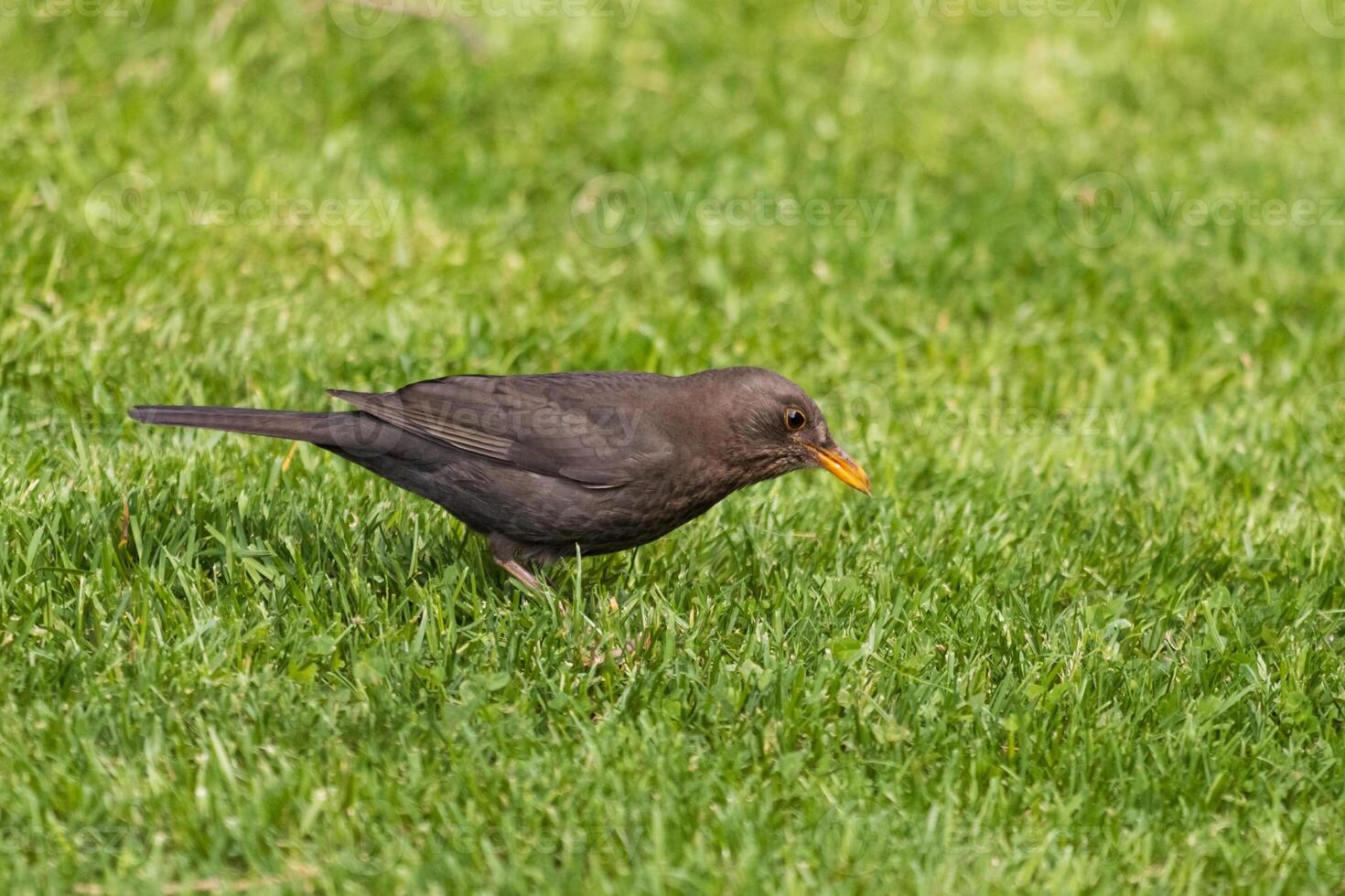 A black bird with an orange beak standing in the grass photo