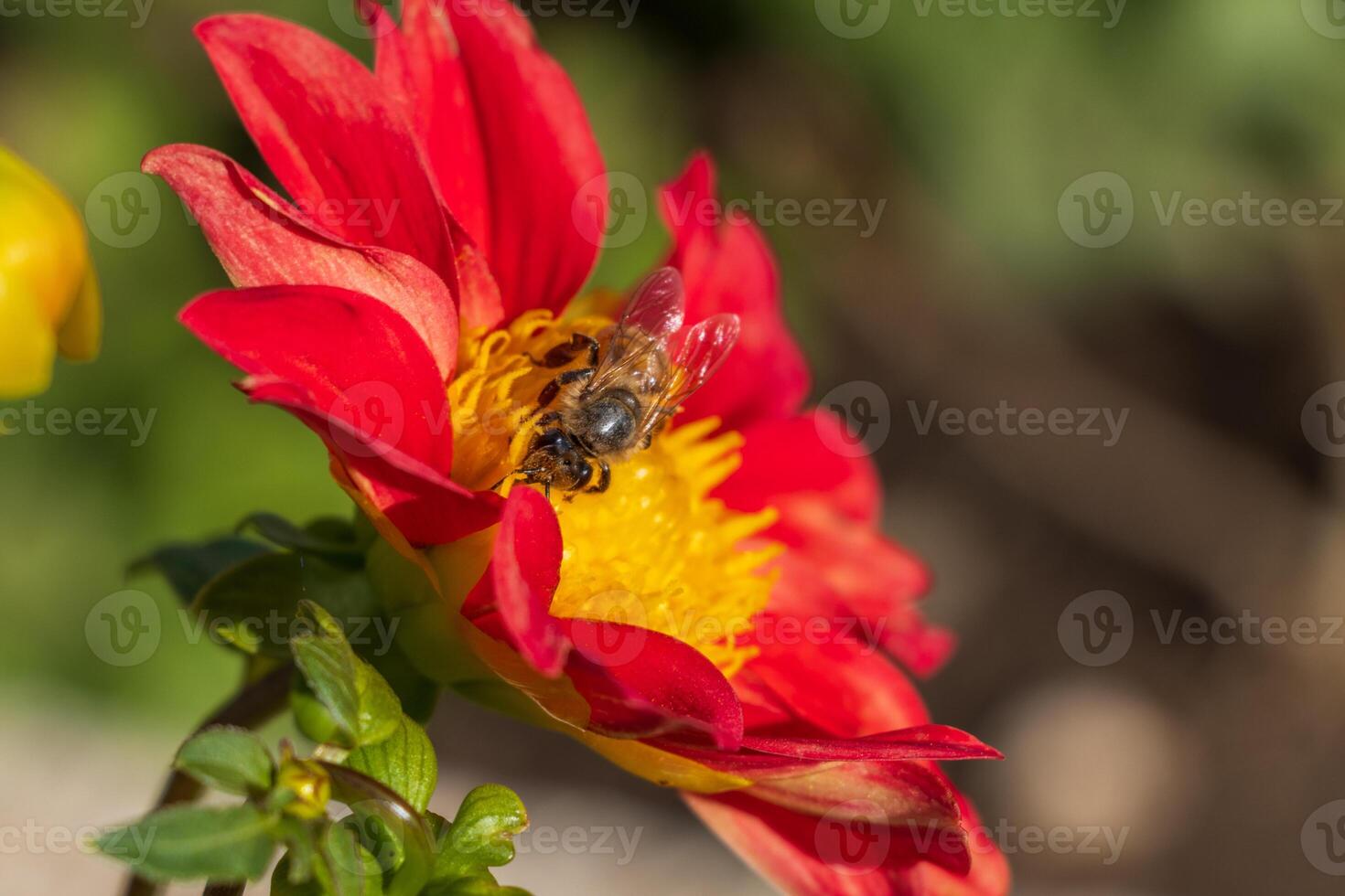 Macro photo of a bee gathering pollen from red flower