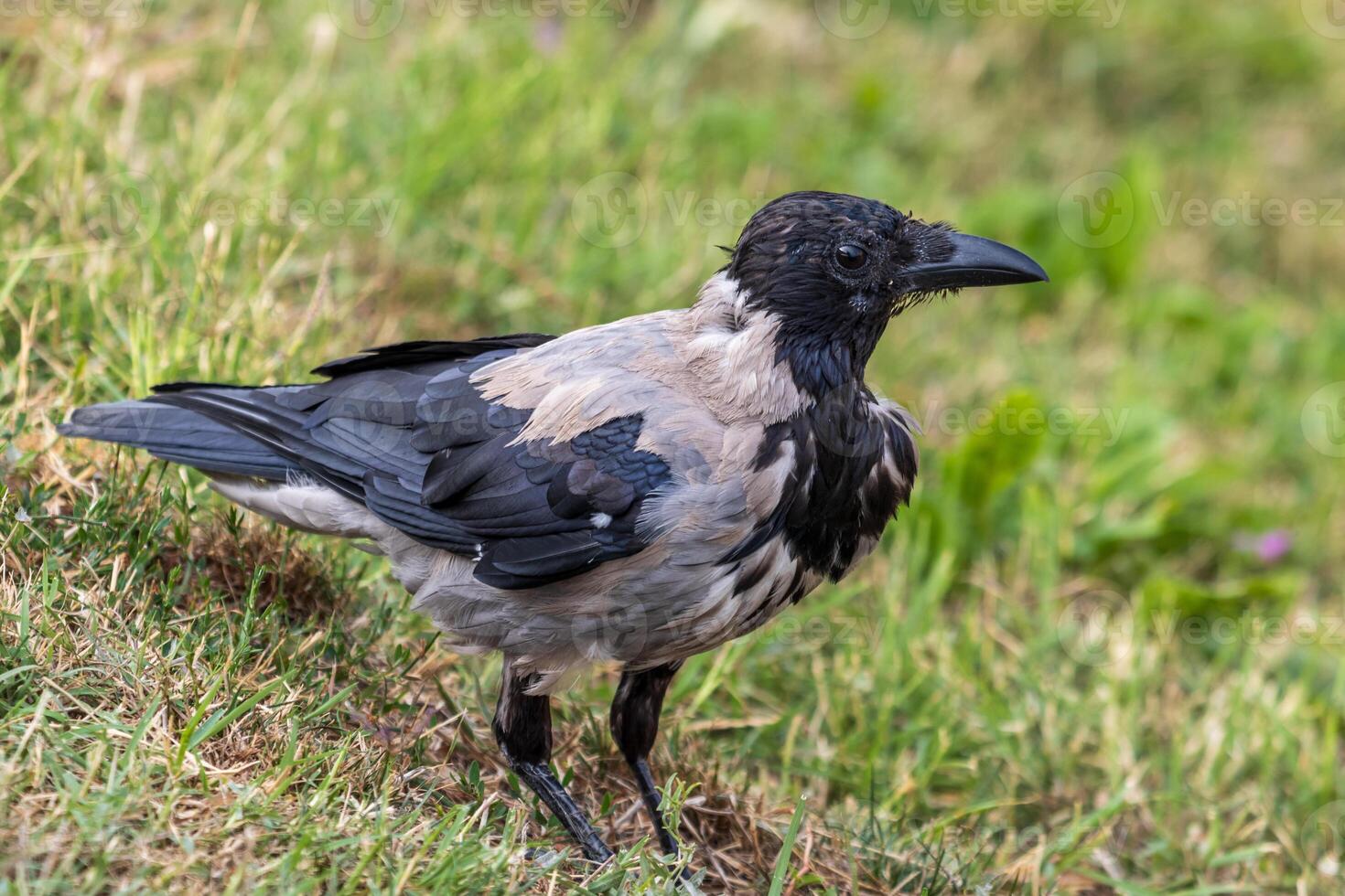 A crow standing on the grass in the middle of the day photo