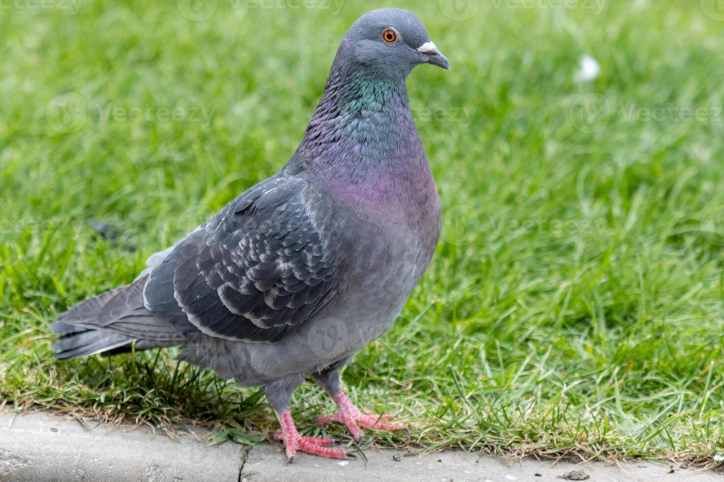 Feathered Beauty in the Park photo